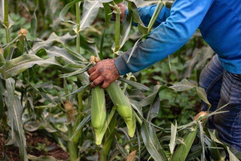 Crop tour projects record 2025 U.S. corn harvest, but disease could hit yields