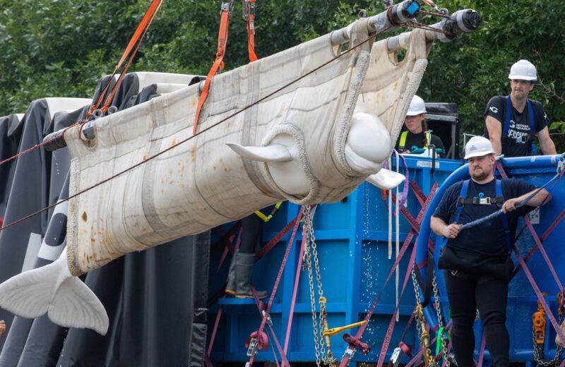 Inside the Wild Rescue Mission That Took 4 Beluga Whales to Chicago