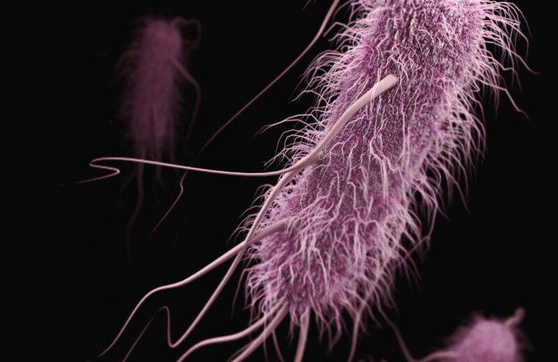 Stanford Evo 2 AI model generates phages against E. coli